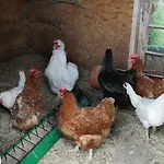 Urlaub Auf Dem Bauernhof Apartament *