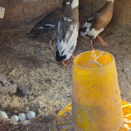 Urlaub Auf Dem Bauernhof * Netphen