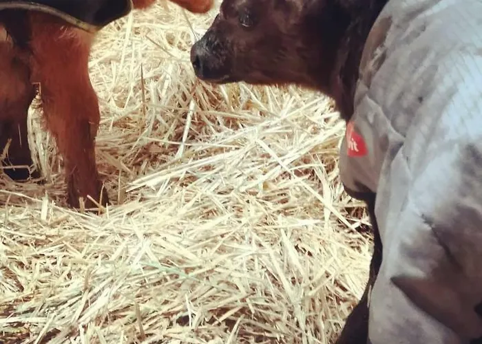 Lejlighed Urlaub Auf Dem Bauernhof Netphen